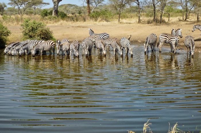 Serengeti Banagi